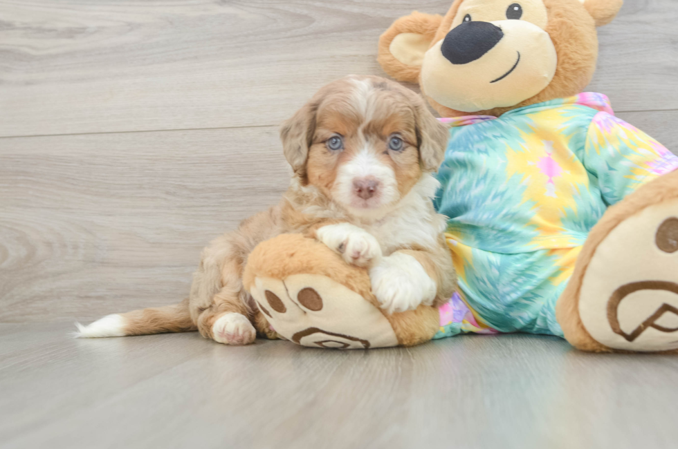 6 week old Mini Aussiedoodle Puppy For Sale - Florida Fur Babies