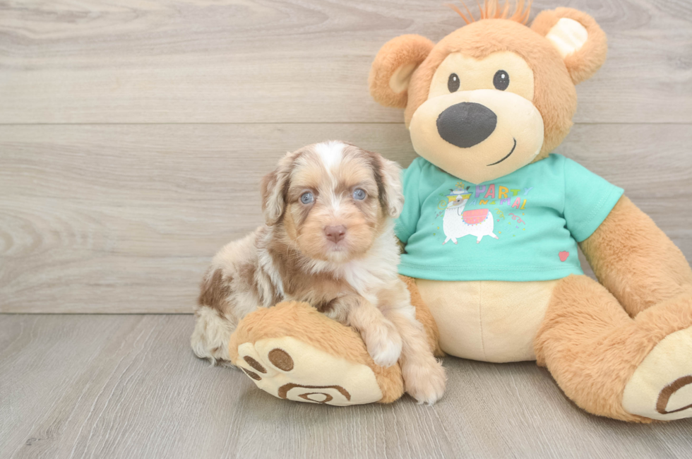 5 week old Mini Aussiedoodle Puppy For Sale - Florida Fur Babies