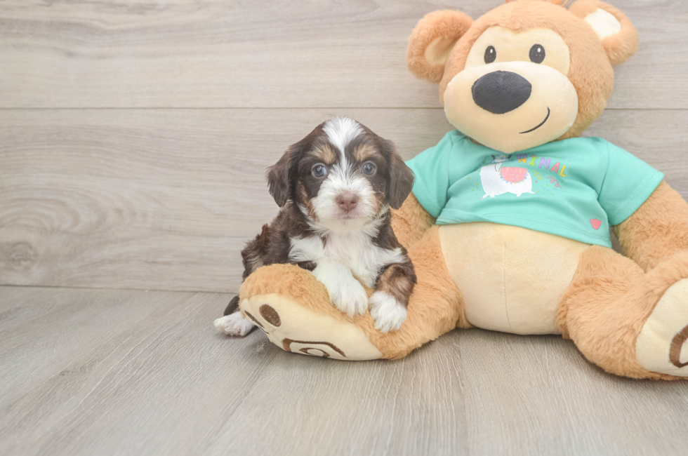 5 week old Mini Aussiedoodle Puppy For Sale - Florida Fur Babies