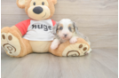 Mini Aussiedoodle Pup Being Cute