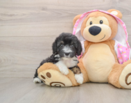 8 week old Mini Aussiedoodle Puppy For Sale - Florida Fur Babies