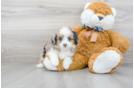 Meet Audrey - our Mini Aussiedoodle Puppy Photo 1/3 - Florida Fur Babies