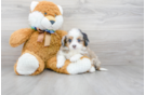 Meet Audrey - our Mini Aussiedoodle Puppy Photo 2/3 - Florida Fur Babies