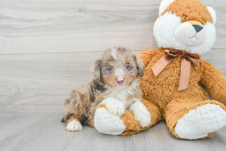 Fluffy Mini Aussiedoodle Poodle Mix Pup