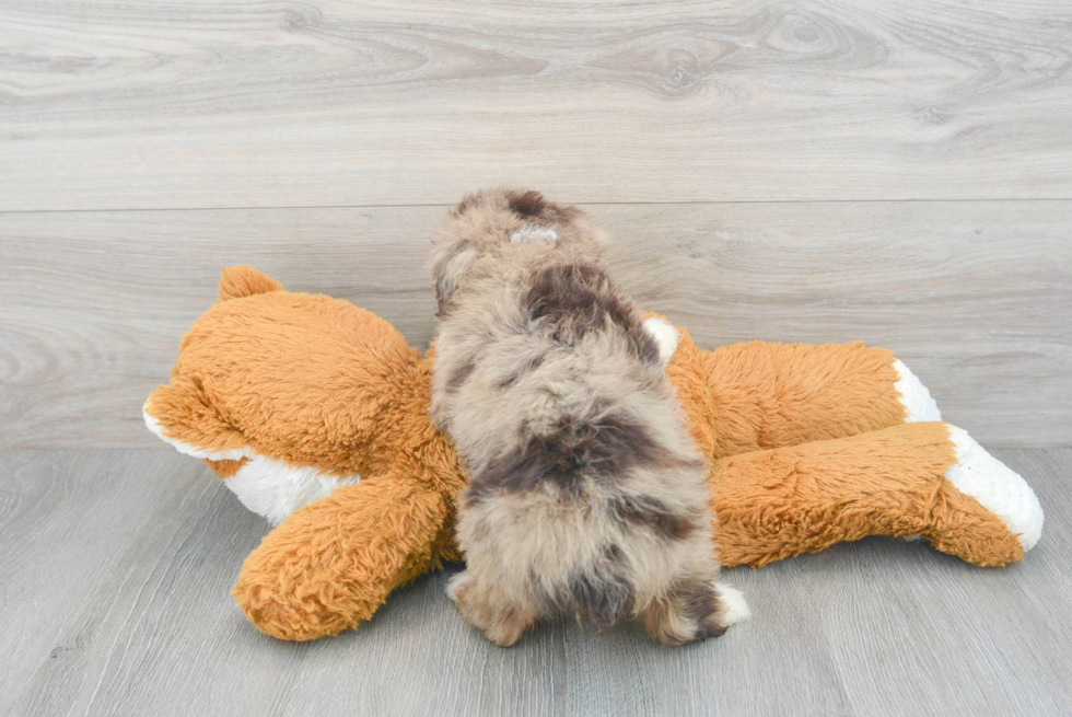 Mini Aussiedoodle Pup Being Cute