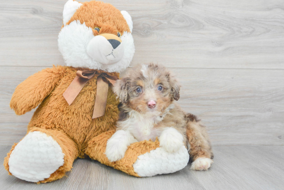 Mini Aussiedoodle Pup Being Cute