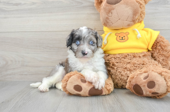 Best Mini Aussiedoodle Baby