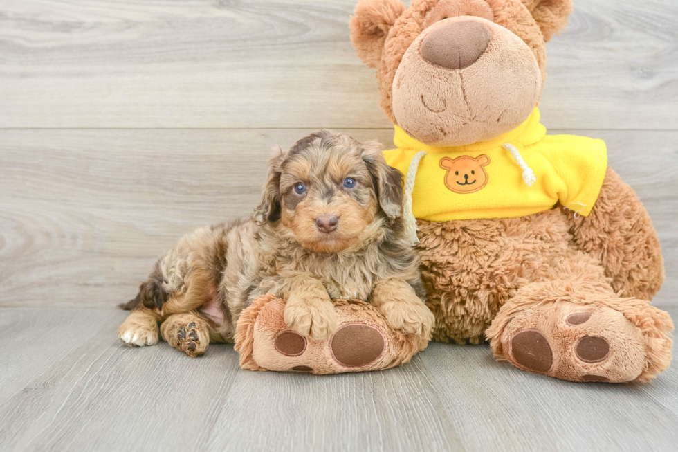 Hypoallergenic Aussiepoo Poodle Mix Puppy