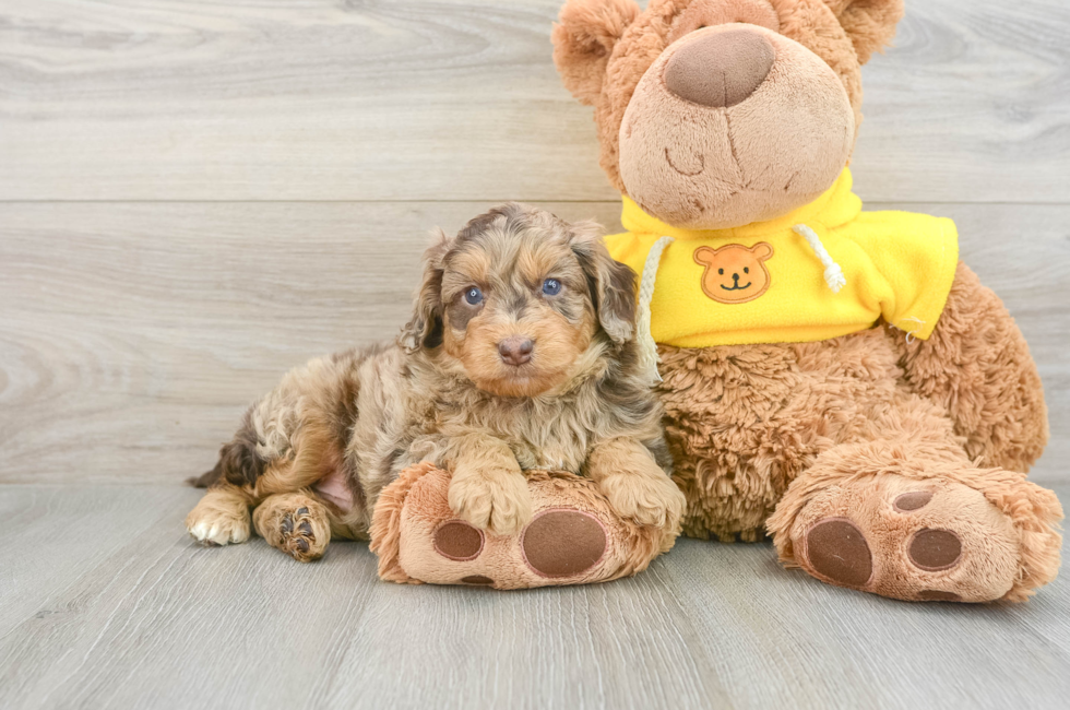 5 week old Mini Aussiedoodle Puppy For Sale - Florida Fur Babies