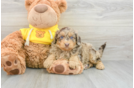 Popular Mini Aussiedoodle Poodle Mix Pup