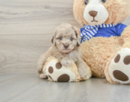 7 week old Mini Aussiedoodle Puppy For Sale - Florida Fur Babies