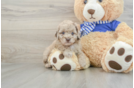 Popular Mini Aussiedoodle Poodle Mix Pup