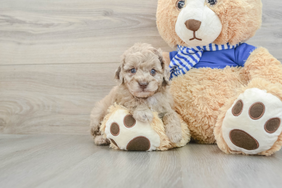 Popular Mini Aussiedoodle Poodle Mix Pup