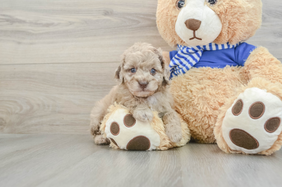 7 week old Mini Aussiedoodle Puppy For Sale - Florida Fur Babies