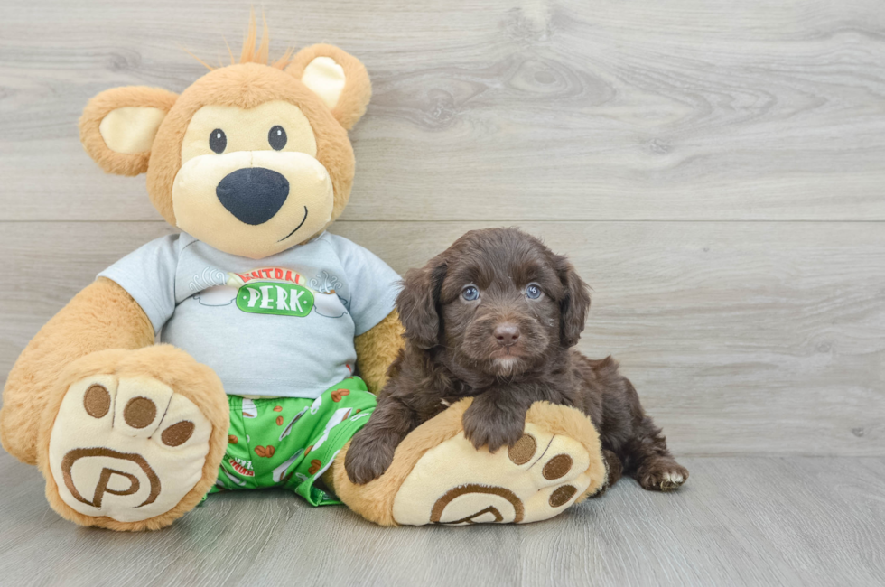 5 week old Mini Aussiedoodle Puppy For Sale - Florida Fur Babies