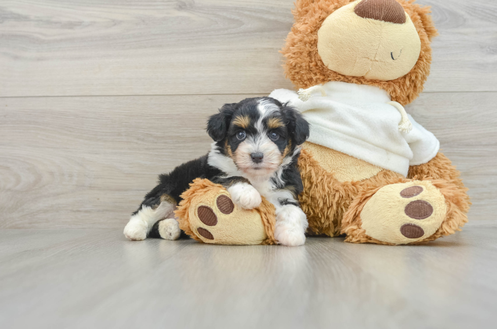 6 week old Mini Aussiedoodle Puppy For Sale - Florida Fur Babies