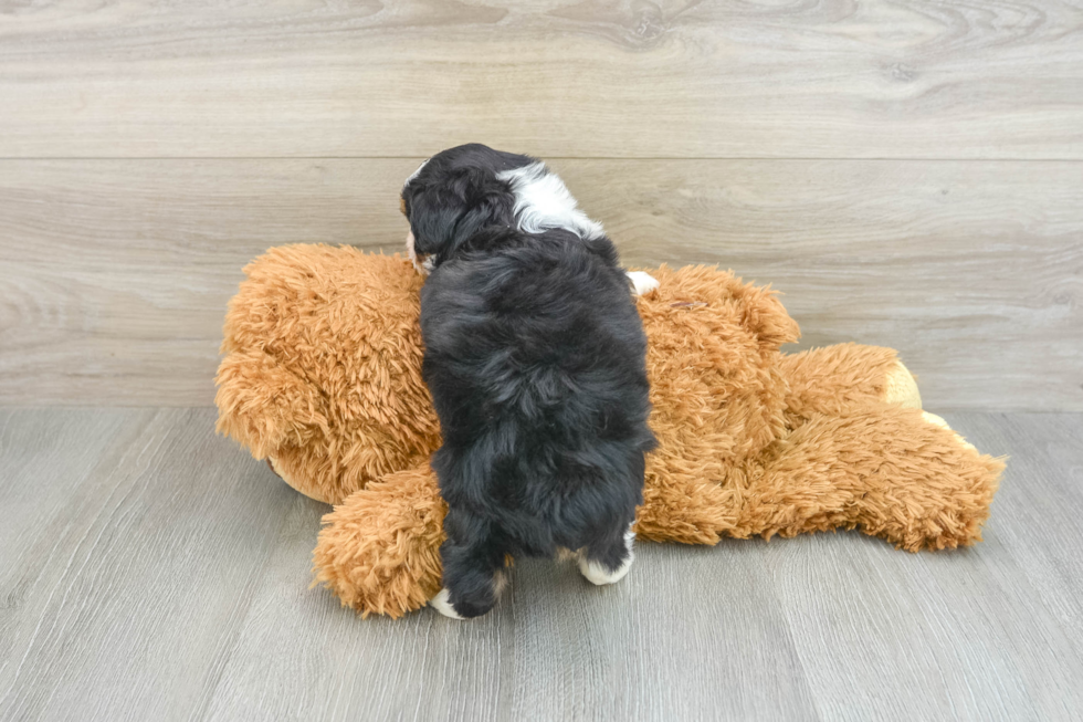 Funny Mini Aussiedoodle Poodle Mix Pup