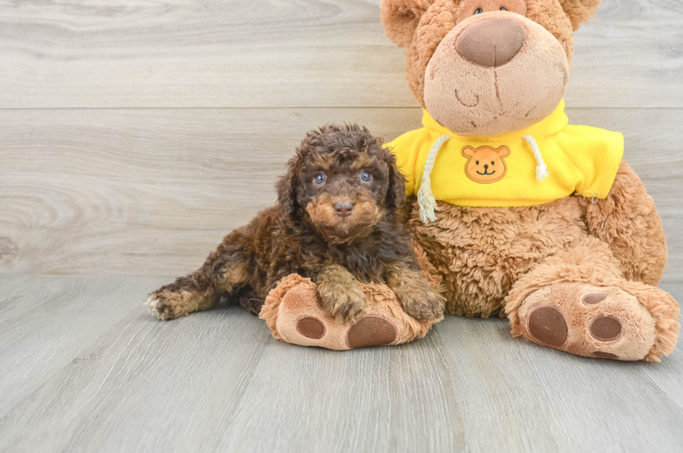 5 week old Mini Aussiedoodle Puppy For Sale - Florida Fur Babies