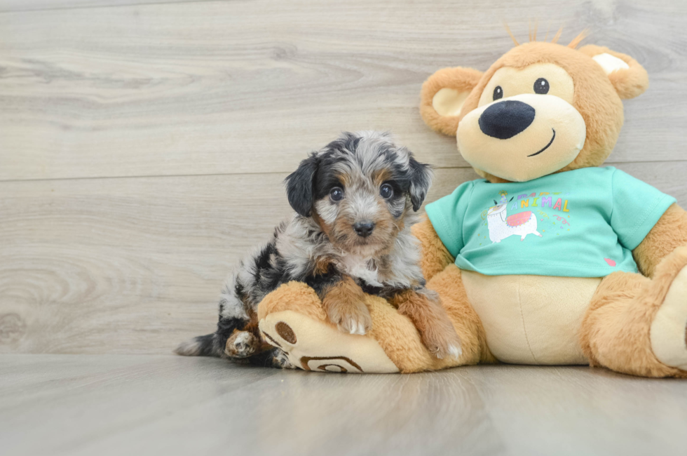 5 week old Mini Aussiedoodle Puppy For Sale - Florida Fur Babies