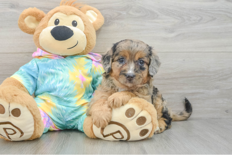 Popular Mini Aussiedoodle Poodle Mix Pup