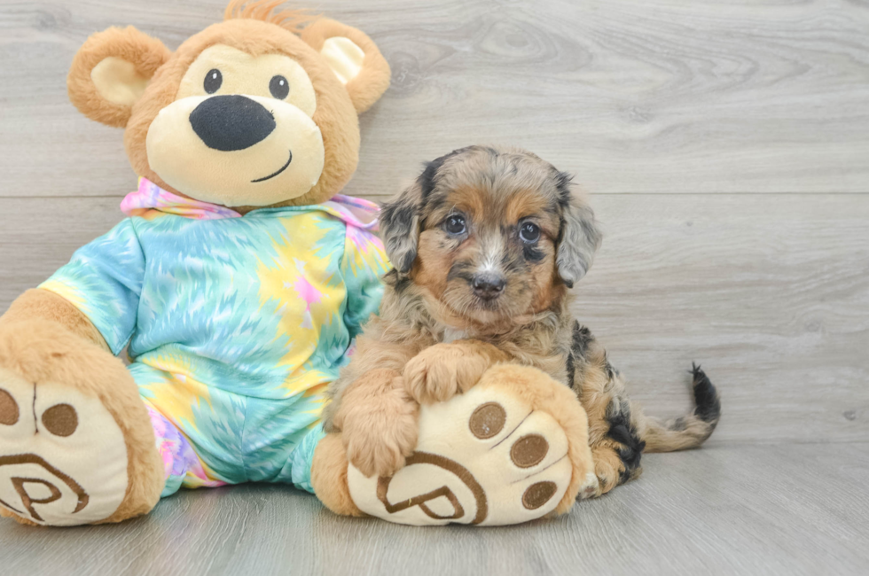 6 week old Mini Aussiedoodle Puppy For Sale - Florida Fur Babies