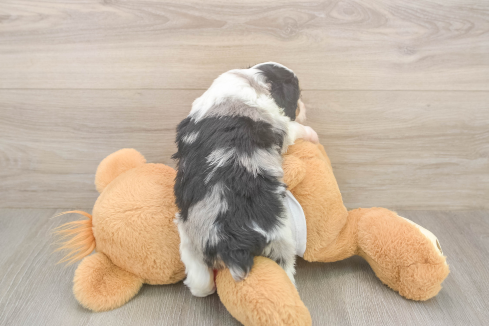 Mini Aussiedoodle Pup Being Cute