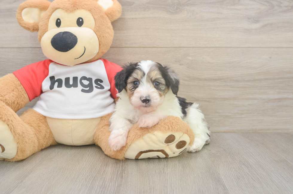 5 week old Mini Aussiedoodle Puppy For Sale - Florida Fur Babies
