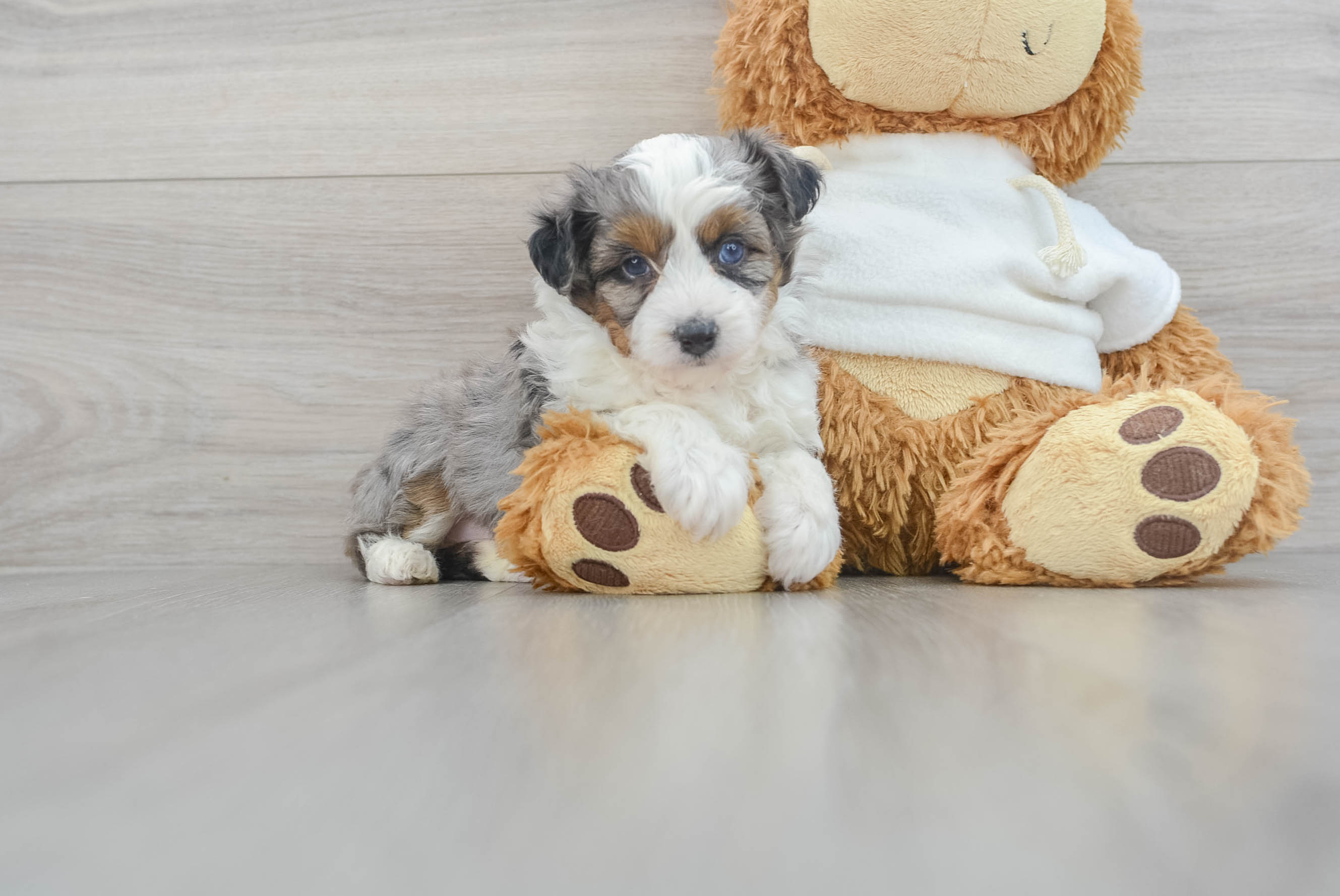 Toy 2024 mini aussiedoodle