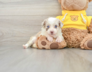 7 week old Mini Aussiedoodle Puppy For Sale - Florida Fur Babies