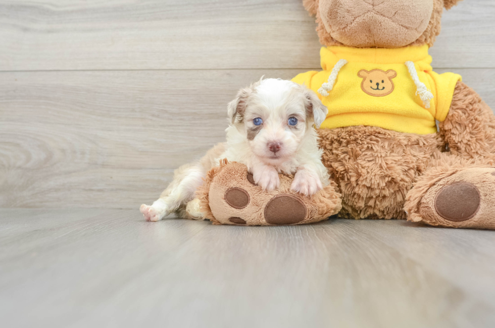 7 week old Mini Aussiedoodle Puppy For Sale - Florida Fur Babies