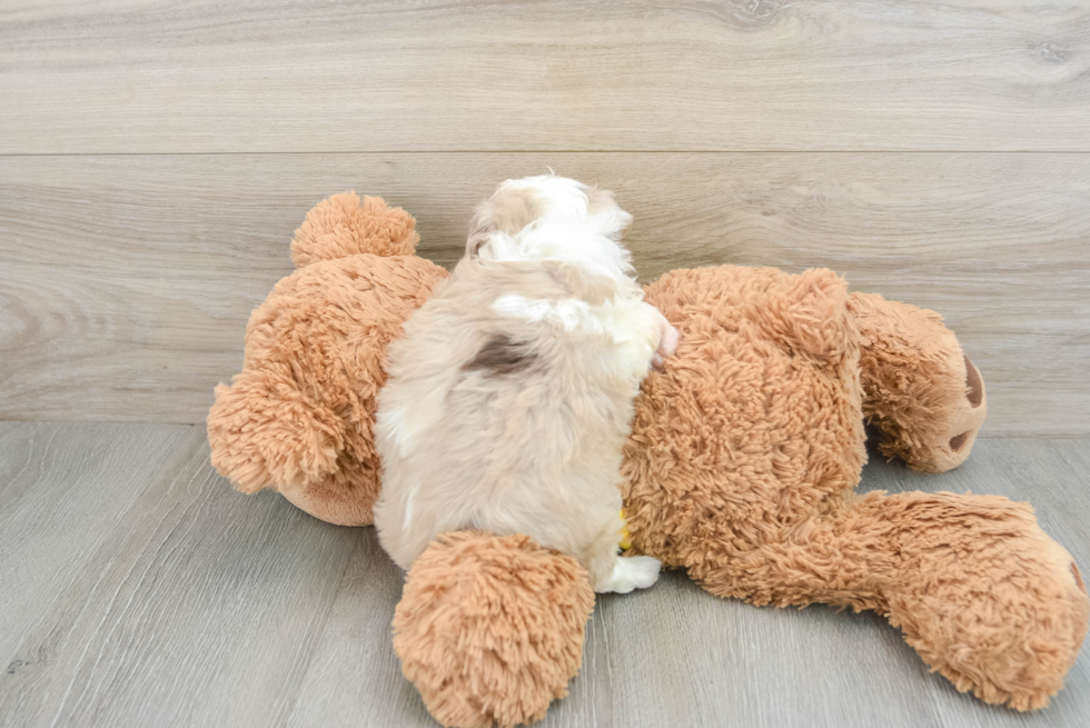 Best Mini Aussiedoodle Baby