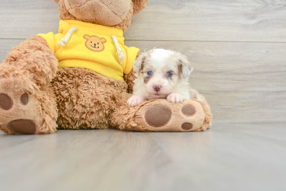 Best Mini Aussiedoodle Baby