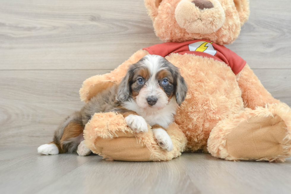 Adorable Mini Australian Shepherd X Poodle Mix Poodle Mix Puppy