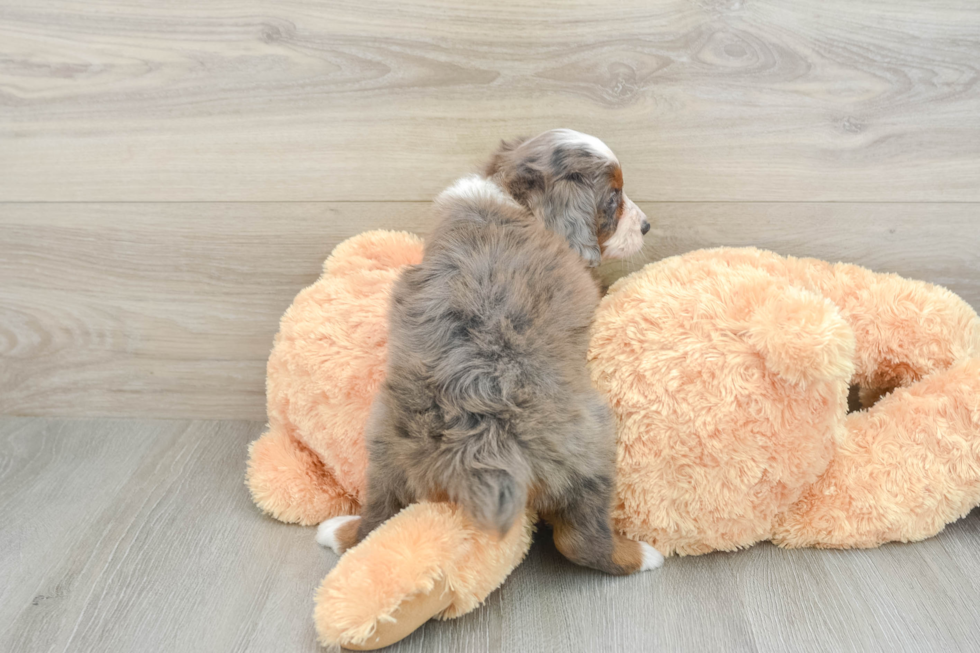 Mini Aussiedoodle Pup Being Cute