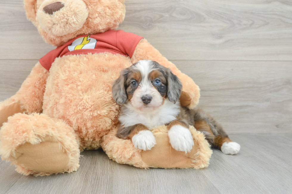 Best Mini Aussiedoodle Baby