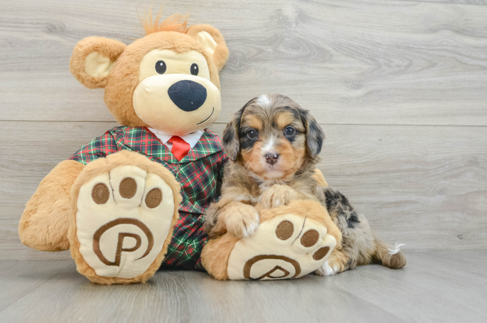 5 week old Mini Aussiedoodle Puppy For Sale - Florida Fur Babies