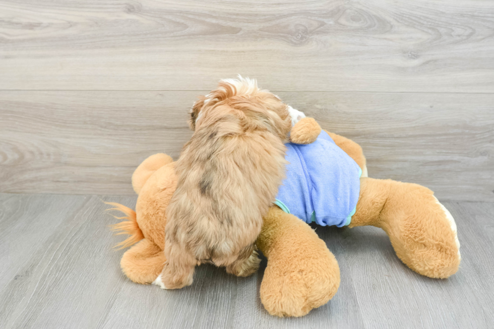 Sweet Mini Aussiedoodle Baby