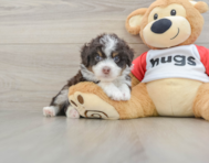 7 week old Mini Aussiedoodle Puppy For Sale - Florida Fur Babies