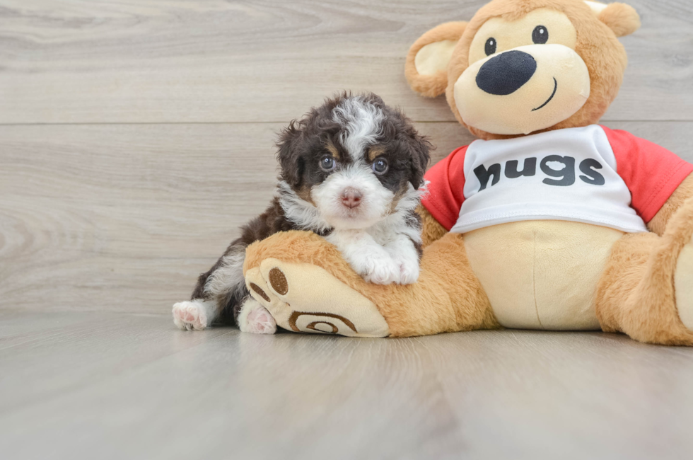 6 week old Mini Aussiedoodle Puppy For Sale - Florida Fur Babies