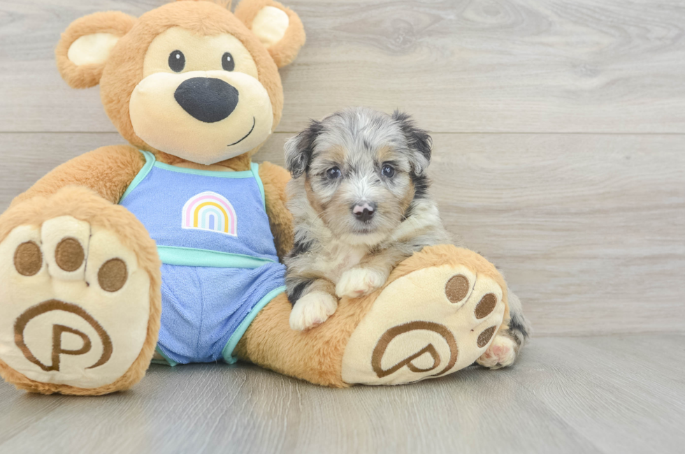 5 week old Mini Aussiedoodle Puppy For Sale - Florida Fur Babies