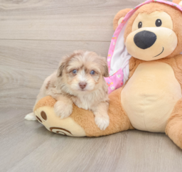 7 week old Mini Aussiedoodle Puppy For Sale - Florida Fur Babies