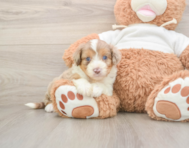 6 week old Mini Aussiedoodle Puppy For Sale - Florida Fur Babies