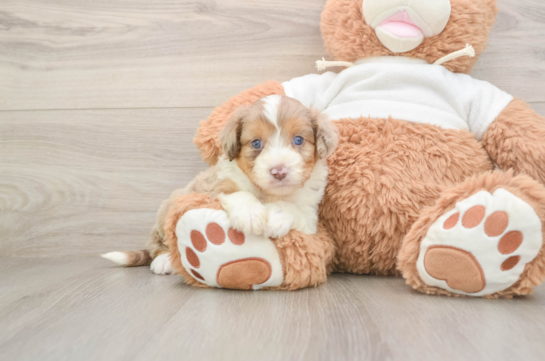 Best Mini Aussiedoodle Baby