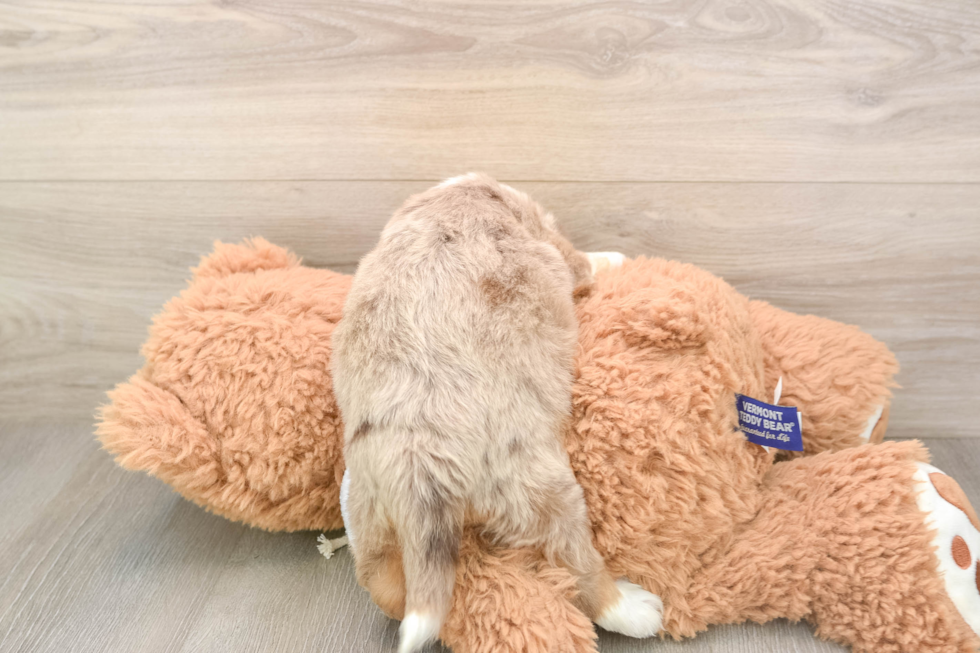 Funny Mini Aussiedoodle Poodle Mix Pup