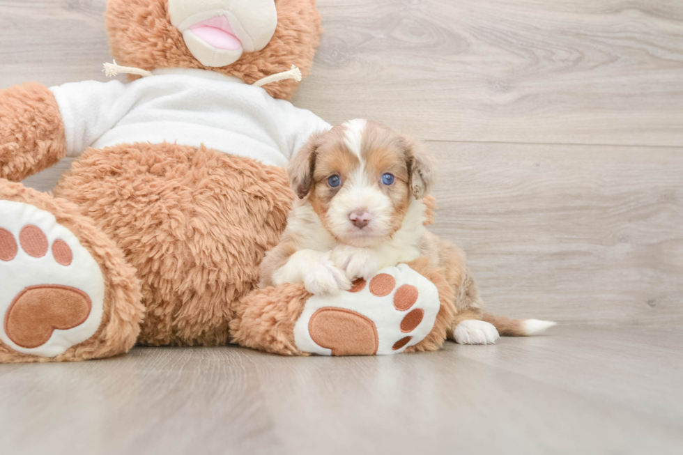 Petite Mini Aussiedoodle Poodle Mix Pup
