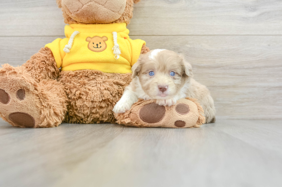 6 week old Mini Aussiedoodle Puppy For Sale - Florida Fur Babies