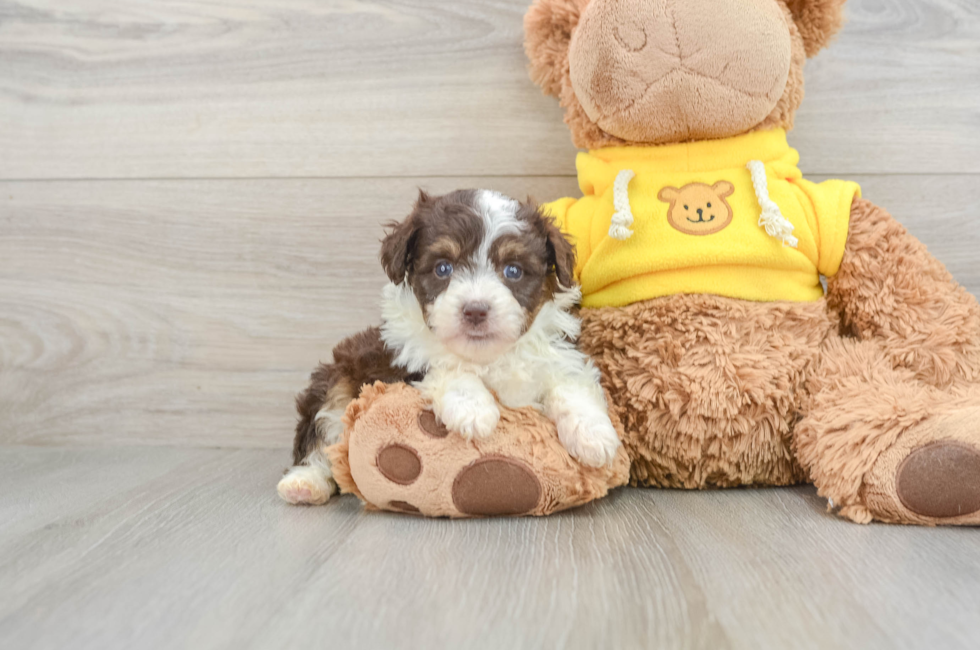 7 week old Mini Aussiedoodle Puppy For Sale - Florida Fur Babies