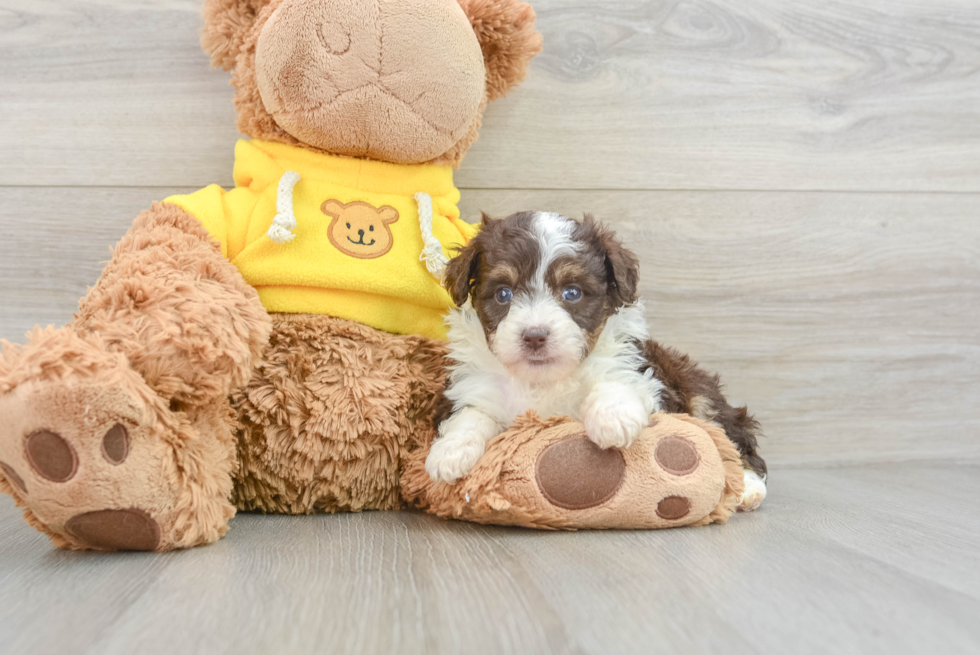 Mini Aussiedoodle Pup Being Cute