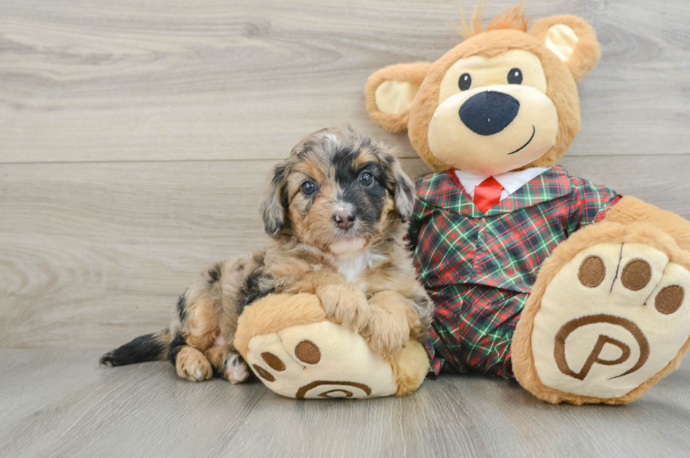 5 week old Mini Aussiedoodle Puppy For Sale - Florida Fur Babies