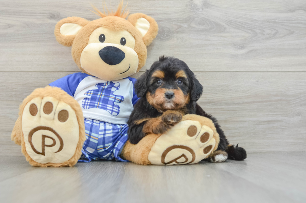 6 week old Mini Aussiedoodle Puppy For Sale - Florida Fur Babies